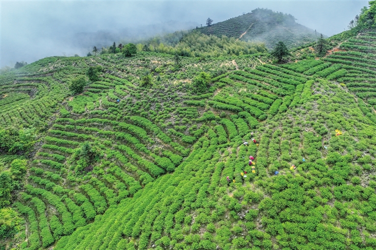 上莞仙湖村打响“茶香之村”品牌