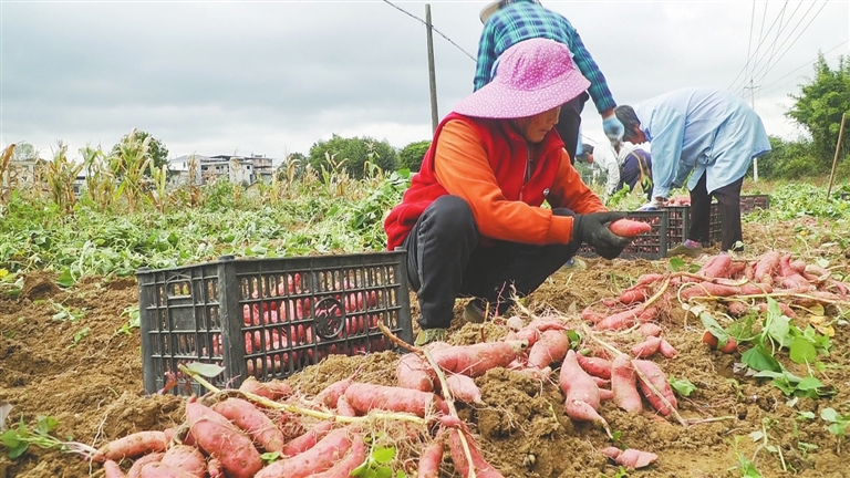 青州镇：千亩红薯铺就乡村振兴“甜蜜路”