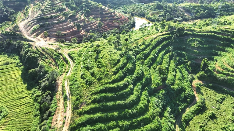 预计年产茶油逾9万斤