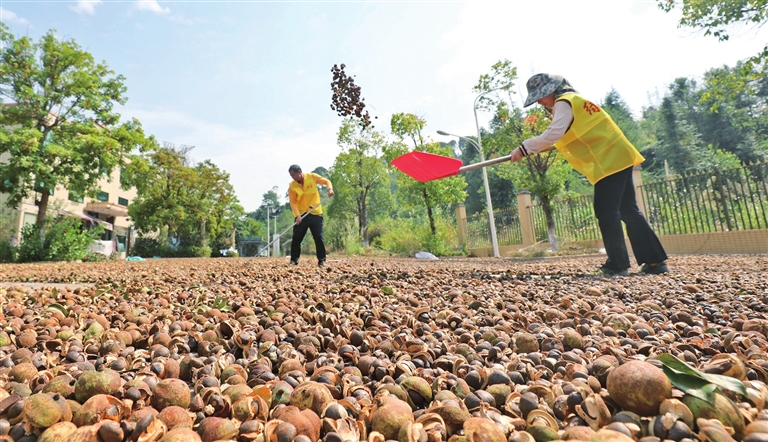 全县油茶籽总产量预计达5万吨