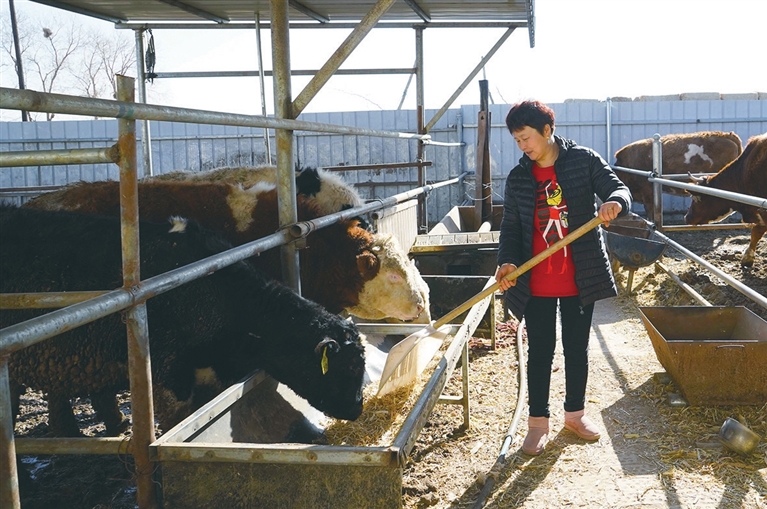 河套脱贫户：“牛”起来 犇小康