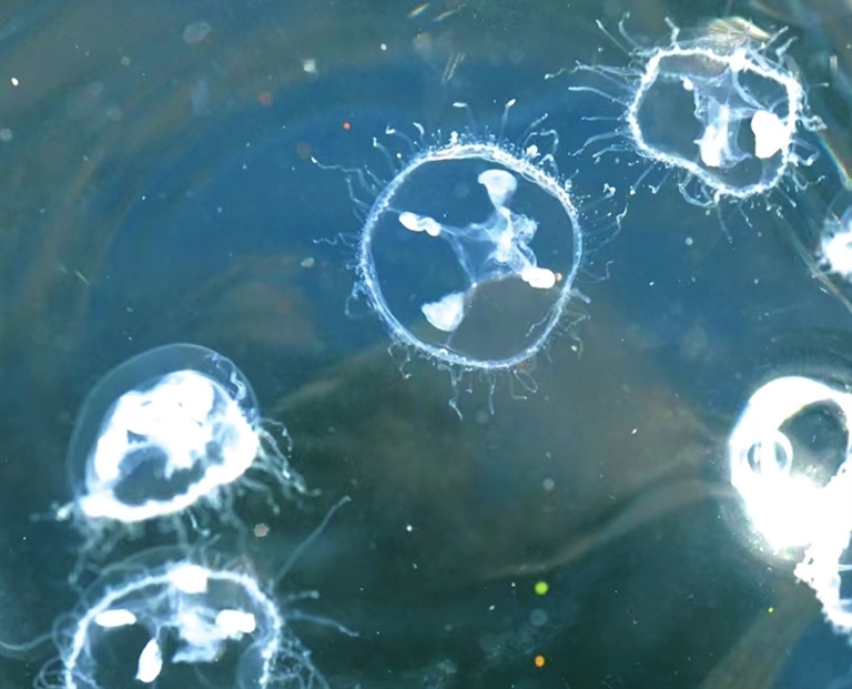 16ec1e0ecc688c21decead92427c7adb_hyrbs0926001_004_01_s.jpg 16ec1e0ecc688c21decead92427c7adb_hyrbs0926001_004_01_s.jpg